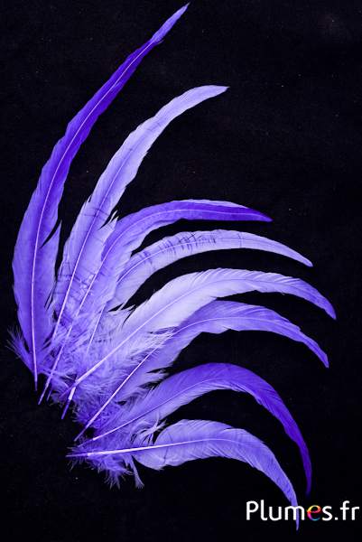 Coq fouet - 25-30 cm - lilas